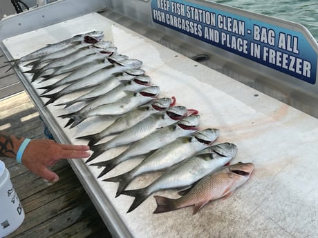 Bluefish, Kingfish, Mangrove Snapper Fishing in Destin, Florida