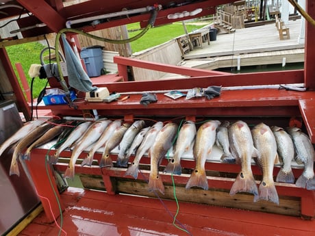 Redfish, Speckled Trout / Spotted Seatrout fishing in South Padre Island, Texas