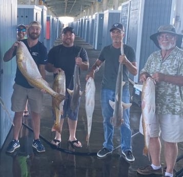 Bonnethead Shark, Redfish fishing in Galveston, Texas