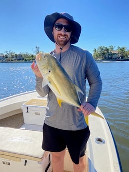 Jack Crevalle Fishing in Sarasota, Florida