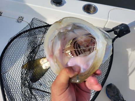 Snook Fishing in Clearwater, Florida