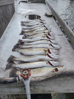 Speckled Trout / Spotted Seatrout Fishing in Corpus Christi, Texas