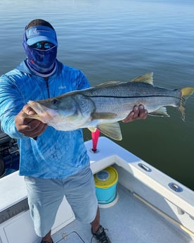 Snook fishing in Tampa, Florida