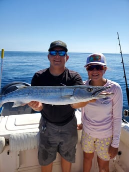 Barracuda fishing in Clearwater, Florida