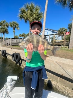 Sheepshead fishing in Panama City, Florida