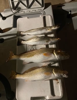 Redfish, Speckled Trout / Spotted Seatrout Fishing in Galveston, Texas