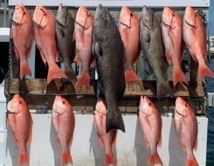 Gag Grouper, Red Snapper fishing in Destin, Florida