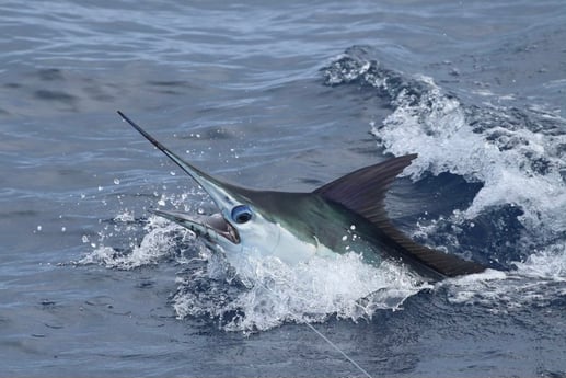 Blue Marlin Fishing in Kailua-Kona, Hawaii