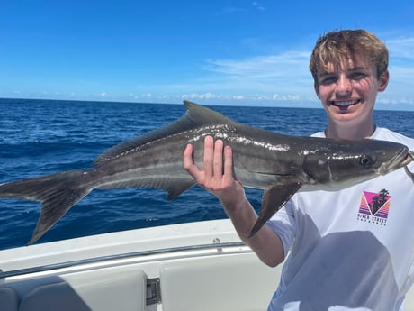 Cobia fishing in St. Augustine, Florida