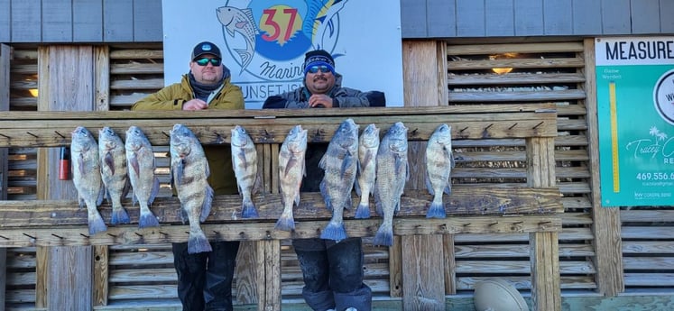 Black Drum Fishing in Corpus Christi, Texas