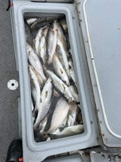 Redfish, Speckled Trout Fishing in Boothville-Venice, Louisiana, USA