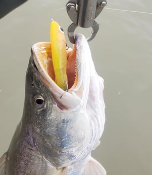 Speckled Trout / Spotted Seatrout Fishing in Galveston, Texas