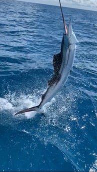 Sailfish fishing in Tavernier, Florida