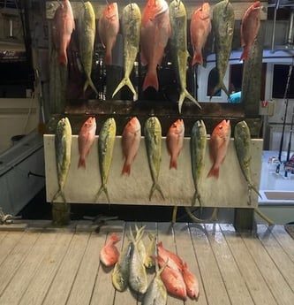 Mahi Mahi, Red Snapper Fishing in Destin, Florida