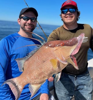 Hogfish fishing in Clearwater, Florida