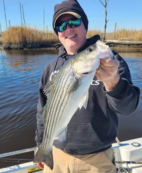 Striped Bass Fishing in Trails End Road, Wilmington, N, North Carolina