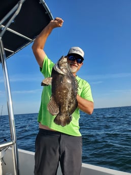 Tripletail fishing in St. Petersburg, Florida