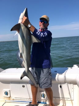 Blacktip Shark Fishing in Galveston, Texas