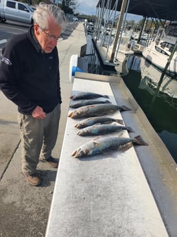 Speckled Trout / Spotted Seatrout Fishing in Trails End Road, Wilmington, N, North Carolina