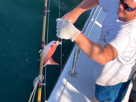 Red Snapper Fishing in Orange Beach, Alabama