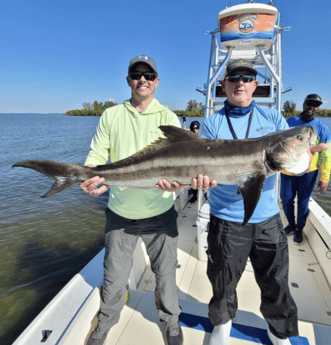 Cobia Fishing in Tampa, Florida