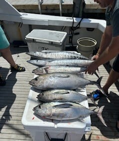 Blackfin Tuna, Kingfish, Wahoo Fishing in Pompano Beach, Florida