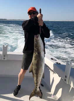 Cobia fishing in Destin, Florida