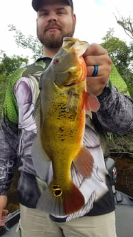 Peacock Bass fishing in Fort Lauderdale, Florida