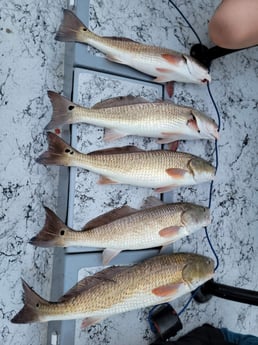 Redfish Fishing in South Padre Island, Texas