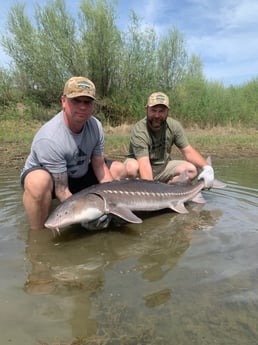 Sturgeon Fishing in Anderson, California