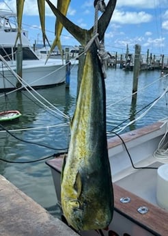 Mahi Mahi / Dorado fishing in Marathon, Florida