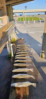 Speckled Trout Fishing in Rockport, Texas