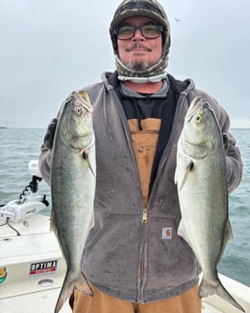 Bluefish Fishing in Beaufort, North Carolina