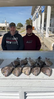 Sheepshead Fishing in Galveston, Texas