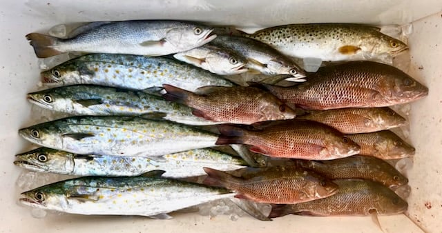 Mangrove Snapper, Spanish Mackerel, Speckled Trout Fishing in Tampa, Florida