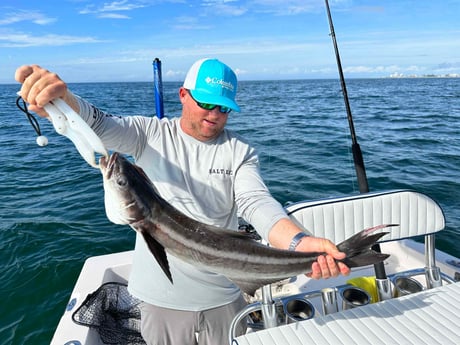 Cobia Fishing in Sarasota, Florida