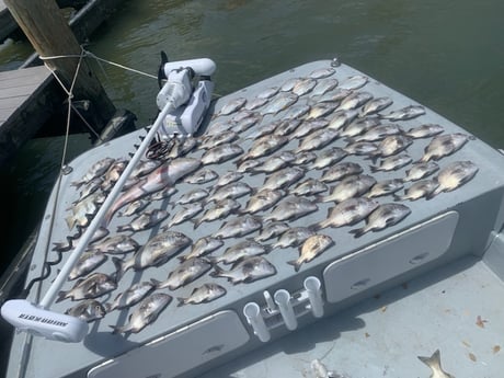 Redfish, Sheepshead Fishing in Port Orange, Florida