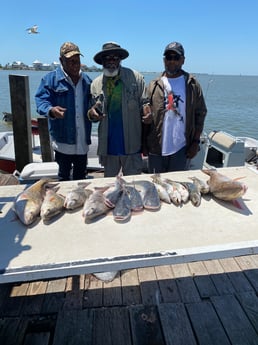 Black Drum, Redfish, Speckled Trout / Spotted Seatrout fishing in Galveston, Texas