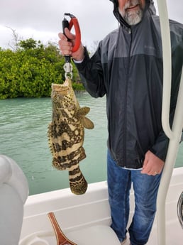 Goliath Grouper fishing in Key West, Florida