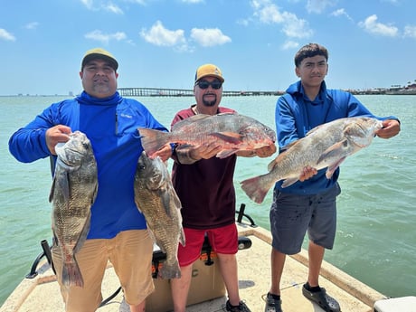 Black Drum Fishing in Port Isabel, Texas