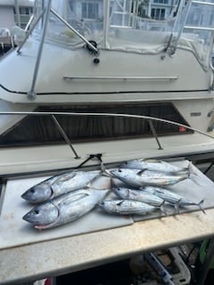 Blackfin Tuna, Skipjack Tuna Fishing in Pompano Beach, Florida