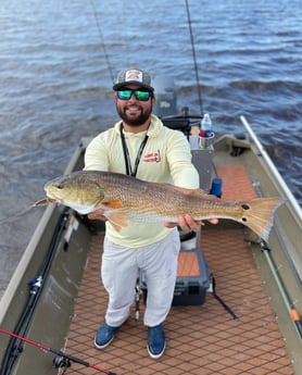 Redfish fishing in Holmes Beach, Florida