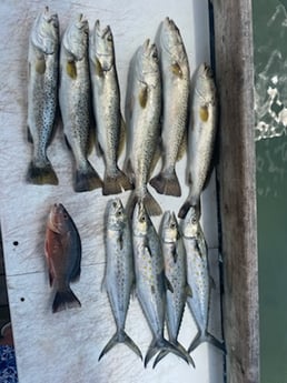 Spanish Mackerel, Speckled Trout / Spotted Seatrout fishing in Sarasota, Florida