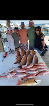 Mangrove Snapper, Red Snapper Fishing in Pensacola, Florida