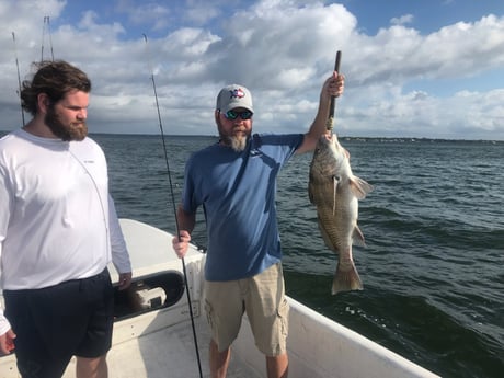 Black Drum Fishing in Orange Beach, Alabama