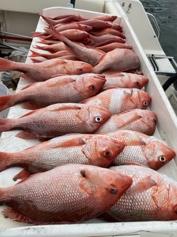 Red Snapper Fishing in Pensacola, Florida