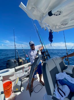 Cobia fishing in Pensacola, Florida