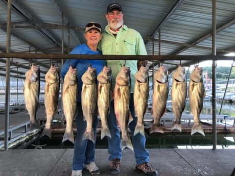 Hybrid Striped Bass, Striped Bass fishing in Whitney, Texas