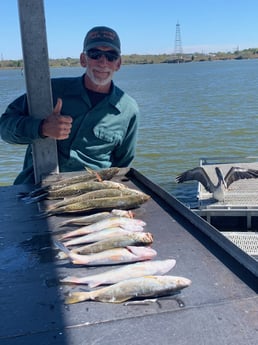 Speckled Trout / Spotted Seatrout fishing in Galveston, Texas