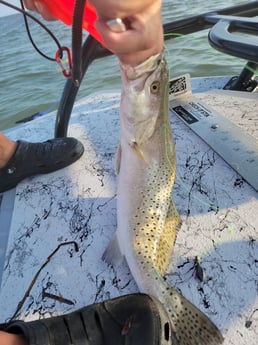 Speckled Trout / Spotted Seatrout Fishing in Rio Hondo, Texas